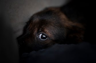 After adoption, the puppy hides from humans. The doggy has a look full of fear. Photo in home space