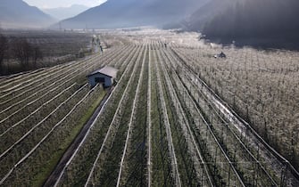 In Alto Adige la magia dei meleti ghiacciati. Irrigazione antibrina contro le gelate primaverili. 