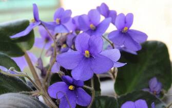 Violetta africana