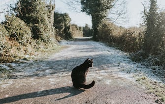 A relaxed black cat in sitting on a frosty path. She glances over her shoulder. She creates a long shadow. space for copy.