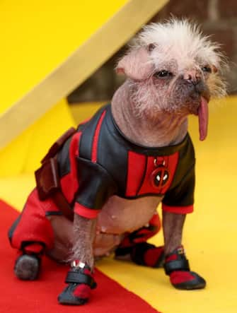 02_deadpool_wolverine_dogpool_getty - 1