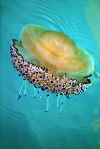 (GERMANY OUT) Griechenland, 20120824, Spiegeleiqualle  (Cotylorhiza tuberculata) im Mittelmeer  (Photo by Leber/ullstein bild via Getty Images)