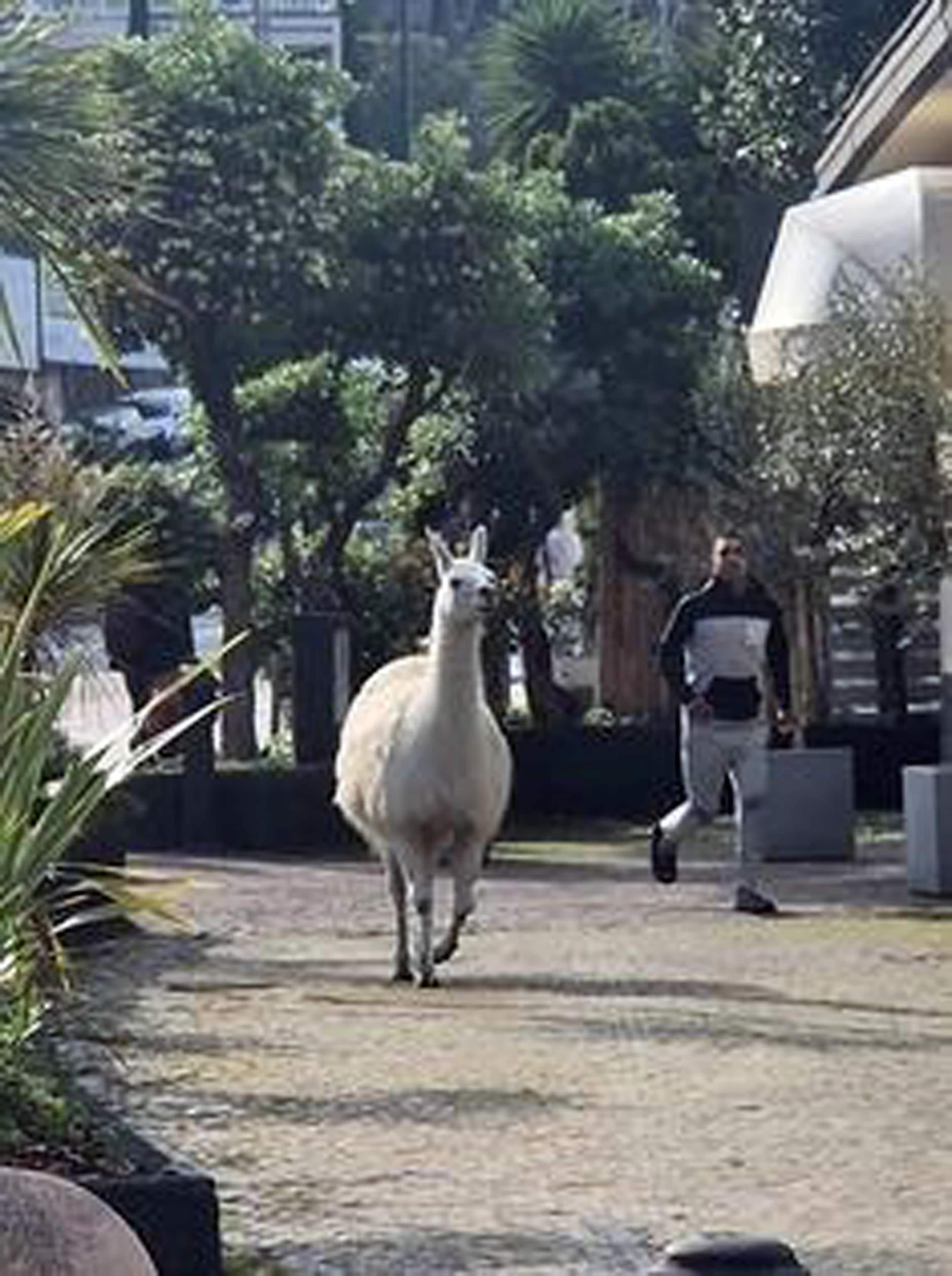 Un lama, scappato dal circo di Maya Orfei che da qualche giorno staziona in piazzale Kennedy a Genova, è stato visto correre lungo Corso Italia (passeggiata a mare dove i genovesi praticano jogging) inseguito dal personale del circo, 23 Aprile 2023. FACEBOOK/VIABILITA' GENOVA

+++ATTENZIONE LA FOTO NON PUO' ESSERE PUBBLICATA O RIPRODOTTA SENZA L'AUTORIZZAZIONE DELLA FONTE DI ORIGINE, CUI SI RINVIA+++NPK+++