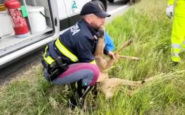 Un fermo immagine tratto da un video mostra alcuni agenti della polizia stradale soccorrere un capriolo che era capitato sulla corsia di emergenza di un'autostrada, sulla A5 Torino-Aosta tra le uscite di San Giorgio e Scarmagno, 30 aprile 2023. ANSA/ UFFICIO STAMPA ++HO - NO SALES EDITORIAL USE ONLY++ NPK++