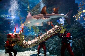 epa11130719 Scuba divers perform an underwater dragon dance during a special seasonal performance to celebrate the upcoming Chinese Lunar New Year at Sea Life Bangkok Ocean World aquarium in Bangkok, Thailand, 06 February 2024. The Chinese Lunar New Year, also called the Spring Festival, falls on 10 February 2024, marking the start of the Year of the Dragon.  EPA/RUNGROJ YONGRIT