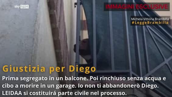 reggio emilia morte pitbull diego condanna dalla brambilla