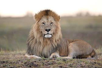 NAROK, KENYA - SEPTEMBER 7: A male Lion is seen in Masai Mara National Reserve near Narok, Kenya on September 7, 2023 //LEMMYK_LION_22/Credit:LEMMY.K/SIPA/2309191352