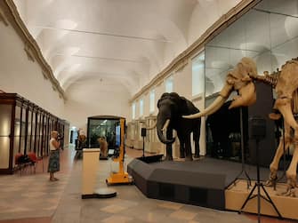 Un momento del sopralluogo effettuato nel museo di Scienze naturali alla presenza del presidente della Regione Piemonte Alberto Cirio, Torino 1 Agosto 2023. ANSA