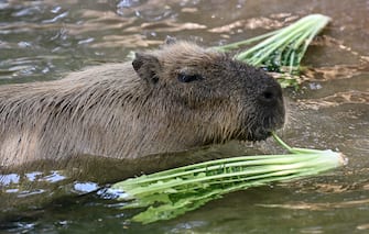 Un capibara si rinfresca con le verdure nella piscina del BioParco di Roma, Italia, 19 luglio 2023. 
A Capybara refreshes with vegetables in the BioParco zoo pool in Rome, Italy, 19 July 2023. ANSA/RICCARDO ANTIMIANI