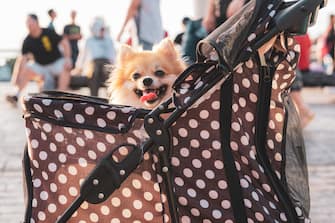 cute Pomeranian dog in a pet stroller during day .