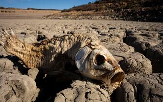 epa08776927 YEARENDER 2020 
EYECATCHERS

One of hundreds of dead fish is seen in the Nqweba Dam which is the main dam feeding the town of Graaf Reinet, South Africa, 02 January 2020. The dam ran dry as a result of what locals are calling the worst drought in a thousand years. A close by town named Aberdeen has it residents saying they can not remember when it last rained. Since the main supply dam outside the town, the Nqweba Dam, ran dry, the town had to rely on boreholes for its water supply. But the boreholes only yielded enough water for 80 percent of the nearly 40,000 people in the town. The drought has seriously affected the local population as well as the production of sheep as farmers are loosing their livestock due to the lack of water.  EPA/KIM LUDBROOK *** Local Caption *** 55737893