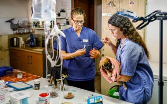 animali curati dai veterinari in Israele