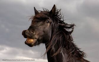 Le foto dei 40 finalisti all'Animal Friends Comedy Pet Photo Awards