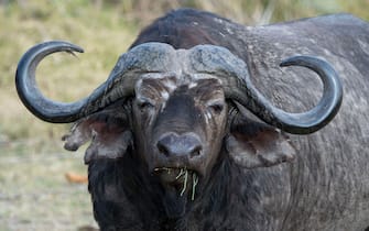 Cape Buffalo