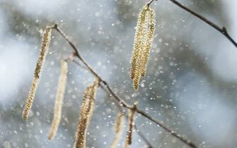 Allergia