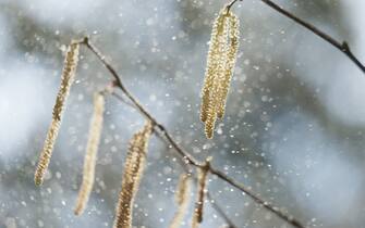 Twig and florescence of a hazel tree with pollen. Hazel pollen freqently trigger hay fever and asthma during springtime and make allergic people suffer.