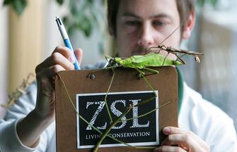 GB: INVENTARIO ALLO ZOO DI LONDRA Zookeeper Don Mc Farlane counts the stick insects during the annual stocktake of the animals at London Zoo, in Regent's Park, north London, Friday 13 January 2005.   ANSA / GEOFF CADDICK / PAL