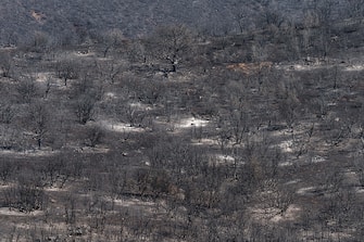 The remains of burnt trees in a forest area following a wildfire near the village of Kirki, Alexandroupolis, Greece, on Monday, Aug. 28, 2023. With more than 72,000 hectares burnt, the Alexandroupolis wildfire in Evros is the largest on record in the EU. Photographer: Konstantinos Tsakalidis/Bloomberg via Getty Images