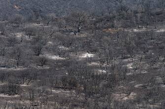 The remains of burnt trees in a forest area following a wildfire near the village of Kirki, Alexandroupolis, Greece, on Monday, Aug. 28, 2023. With more than 72,000 hectares burnt, the Alexandroupolis wildfire in Evros is the largest on record in the EU. Photographer: Konstantinos Tsakalidis/Bloomberg via Getty Images