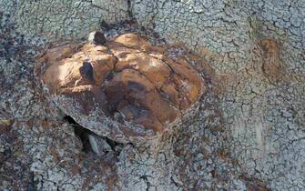 Ironstone concretion in bentonite clay in the Alberta badlands. Close up.