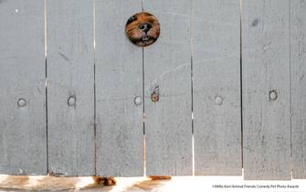 Le foto dei 40 finalisti all'Animal Friends Comedy Pet Photo Awards