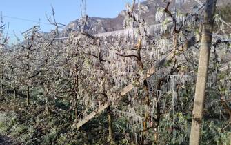 Un sistema di micro irrigazioni antibrina in grado di salvare la frutta e le verdure in campo dall'ondata di freddo e neve che sta investendo molte regioni italiane in questi giorni. E' quello che sta facendo in alcune zone l'Anbi, l'associazione nazionale dei Consorzi di bonifica, al lavoro per garantire cibo di qualità attraverso l'irrigazione in agricoltura, nel pieno rispetto delle ordinanze sanitarie. La tecnica consiste nel mantenere in prossimità di 0 °C la temperatura degli organi vegetali, ricoprendoli con uno strato di ghiaccio in continua formazione, fino al termine della gelata. La protezione della coltura è ottenuta dal calore liberato dall acqua al momento della sua trasformazione in ghiaccio (80 calorie per grammo).
ANSA/ASSOCIAZIONE METEOTRIVENETO