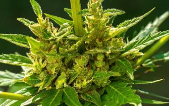 Flowering cannabis indica Marijuana plant flowering