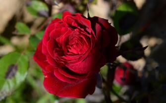 Closeup of a Beautiful Blooming Red Rose, Flower of Love