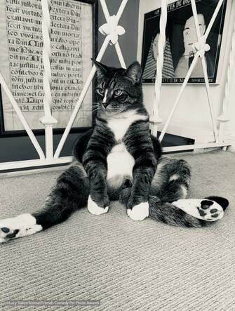 Le foto dei 40 finalisti all'Animal Friends Comedy Pet Photo Awards
