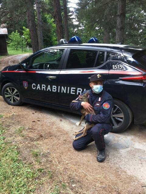 Piccola di capriolo salvata dai carabinieri