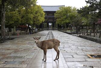 Emergenza Coronavirus: Gli animali si riappropriano delle città durante lockdown