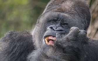 Upright vertical close up portrait of a large silverback gorilla with a funny expression on his face