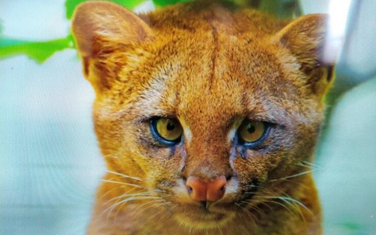 Puma gatto shop
