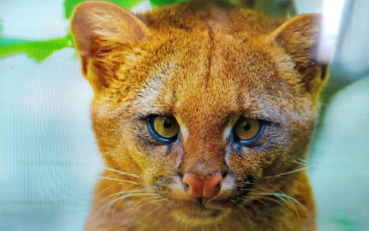 Salva un gatto dalla strada, ma dopo due mesi scopre che è un puma