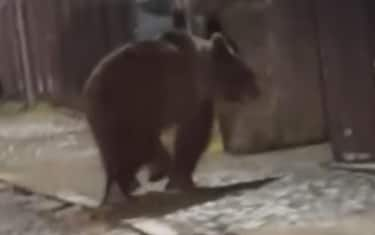 "Questa notte, verso le 2, un orso si aggirava nel centro abitato di Malé, mentre il paese era in festa. C'era vita ovunque: musica dal vivo, bancarelle e tanti ragazzi per le strade. Ditelo agli animalisti da salotto: fuori dal suo habitat, l'orso è un pericolo, una potenza letale. Sotto la pelliccia morbida e il musetto simpatico, l'orso rimane un predatore feroce". Lo scrive su Facebook il consigliere provinciale Claudio Cia, allegando un video in cui si vede un orso aggirarsi per il paese della valle di Sole, in Trentino, mentre sono in corso i festeggiamenti per la fine dell'anno scolastico, 16 giugno 2024 Facebook / Claudio Cia +++ATTENZIONE LA FOTO NON PUO' ESSERE PUBBLICATA O RIPRODOTTA SENZA L'AUTORIZZAZIONE DELLA FONTE DI ORIGINE CUI SI RINVIA+++ NPK