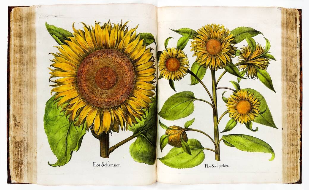Basilius_Besler_Hortus_Eystettensis_Altdorf_(Eichstätt)_1613.jpg