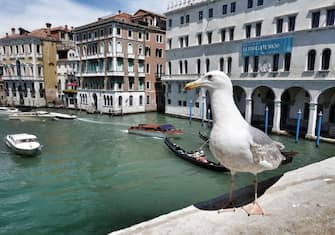 16 June 2019, Italy, Venedig: A seagull sits on the balustrade of the Rialto bridge. Photo: Soeren Stache/dpa-Zentralbild/ZB (Photo by Soeren Stache/picture alliance via Getty Images)