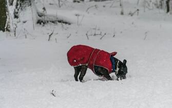 dog play in snow in a heavy snowy day.