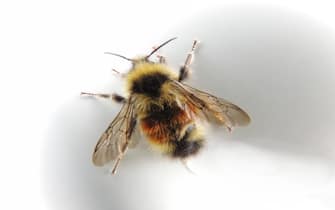 Bees are flying insects who feed mainly on pollen and nectar. They are found throughout the world, (except in Antarctica) where