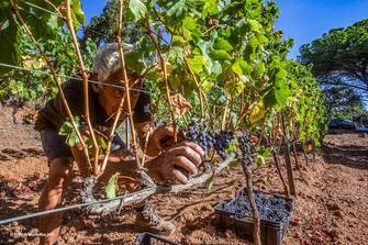 Alla scoperta dell’aleatico, l’antico vino che discende dagli etruschi di cui andava matto Napoleone