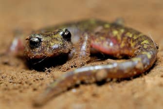 Cave salamander of Monte Albo (Speleomantes flavus) close to Siniscola, Nuoro, Sardinia, Italy
