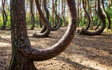 2. La Foresta storta di Gryfin