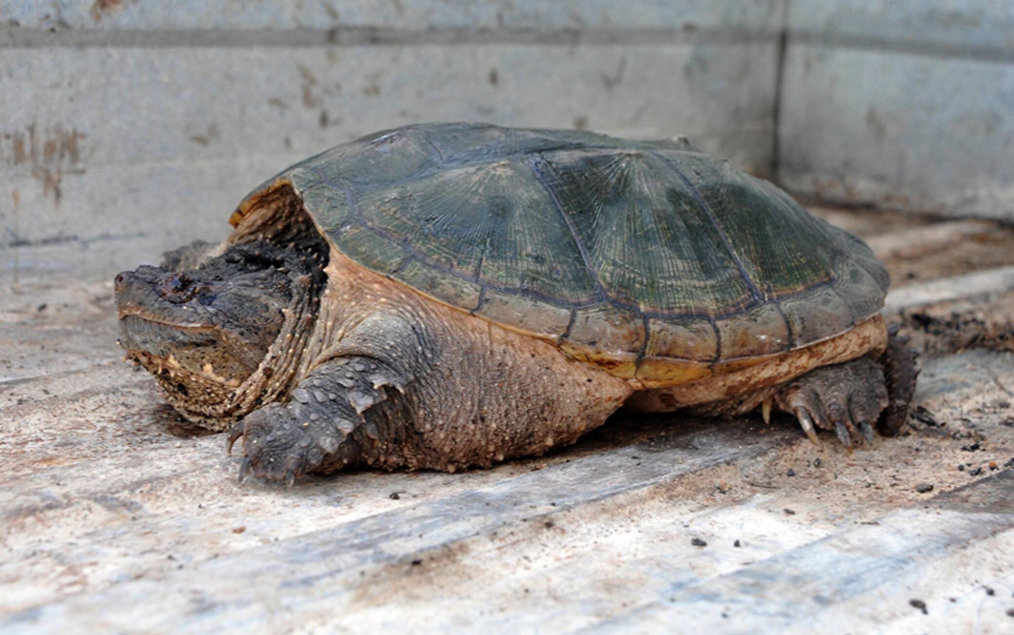 Una tartaruga azzannatrice (Chelydra serpentina)