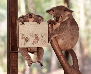 Australia Qeensland Magnetic Island Koala baby and mother in santuary