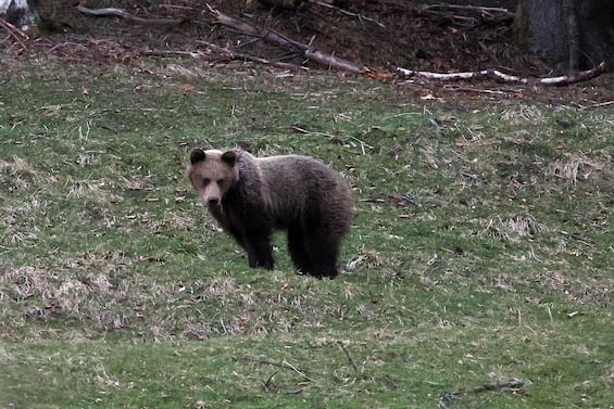 piemonte scatta allarme per presenza orso nel parco della valgrande