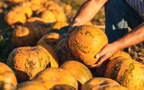 Close up of senior farmer hands examining pumpkin before harvesting.
