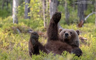 The Comedy Wildlife Photography Awards 2023
Dikla Gabriely
Yokneam
Israel

Title: Picture me! Picture me!!
Description: A brown bear in Finland who definitely did everything to make me pay attention to him and focus on him and not the other bears.
Animal: Bear
Location of shot: Finland