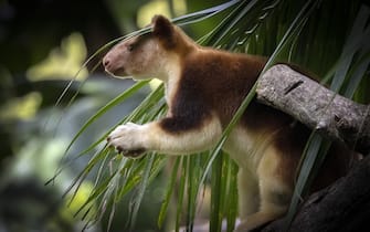 Native to Papua New Guinea, Goodfellow's Tree Kangaroos are so endangered that zoos around the world have been working together to coordinate breeding with the aim of reversing their decline.

Perth Zoo's work to save tree kangaroos from extinction extends beyond the Zoo's borders.
