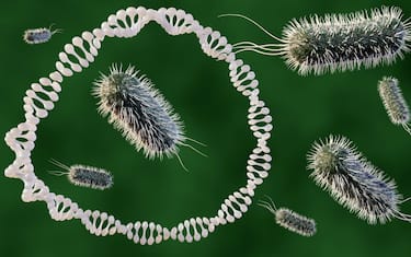 Cos’è l’Escherichia Coli