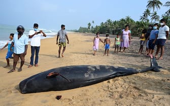 People look at a dead pilot whale on a beach in Panadura on November 3, 2020. - Rescuers and volunteers were racing since November 2 to save about 100 pilot whales stranded on Sri Lanka's western coast in the island nation's biggest-ever mass beaching. (Photo by Lakruwan WANNIARACHCHI / AFP) (Photo by LAKRUWAN WANNIARACHCHI/AFP via Getty Images)